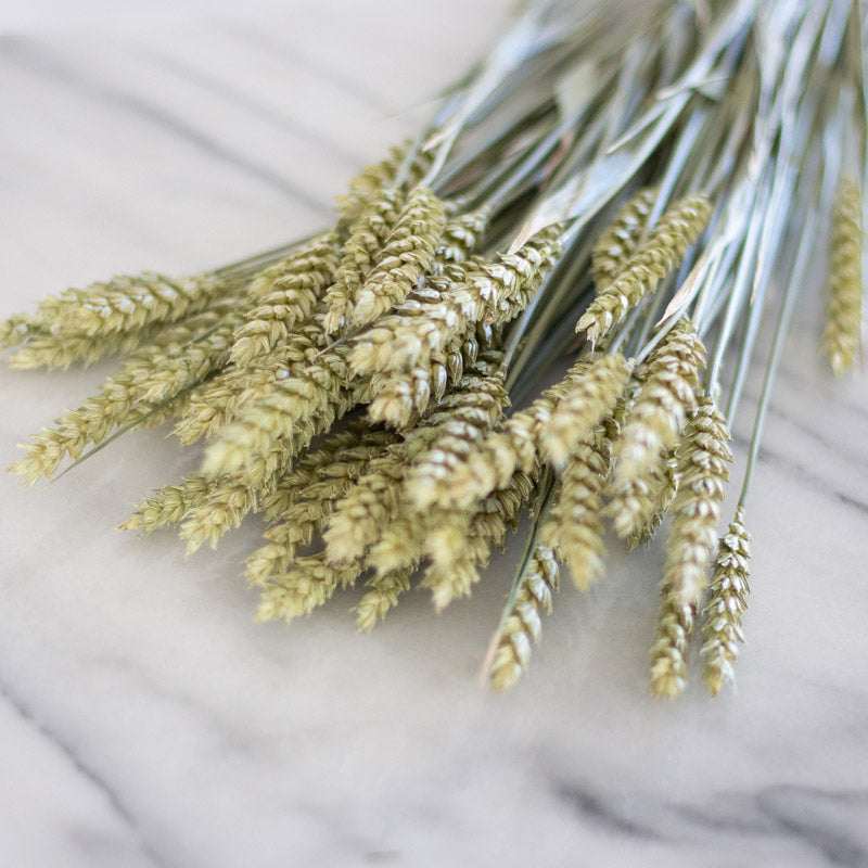 Load image into Gallery viewer, Triticum