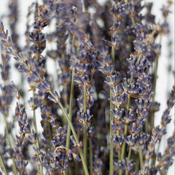 Lavender Bundle