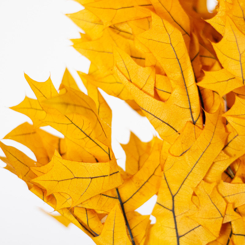 Load image into Gallery viewer, Oak Leaves - Mango