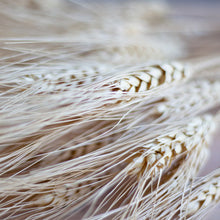 Load image into Gallery viewer, Wheat Gold Beard