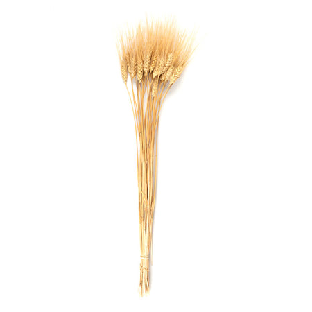 Wheat Gold Beard